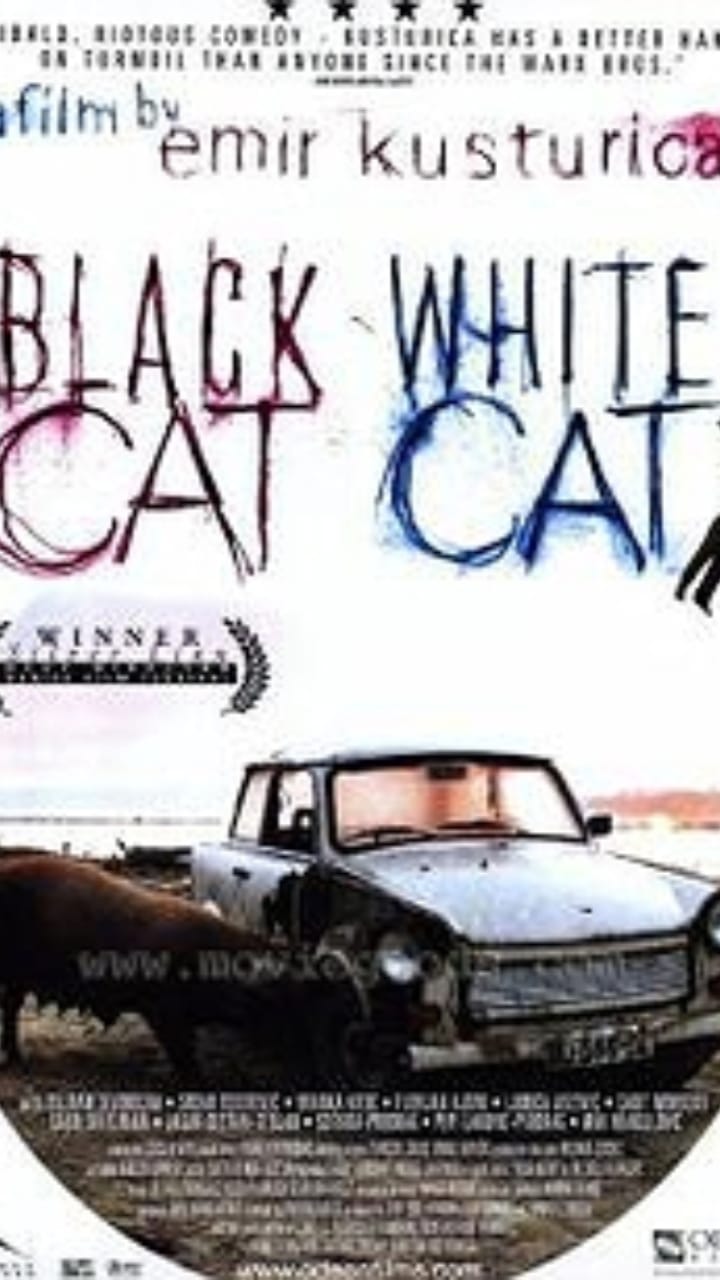 نقد و بررسی فیلم گربه سیاه گربه سفید
